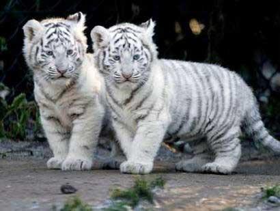 baby_tigers.jpg