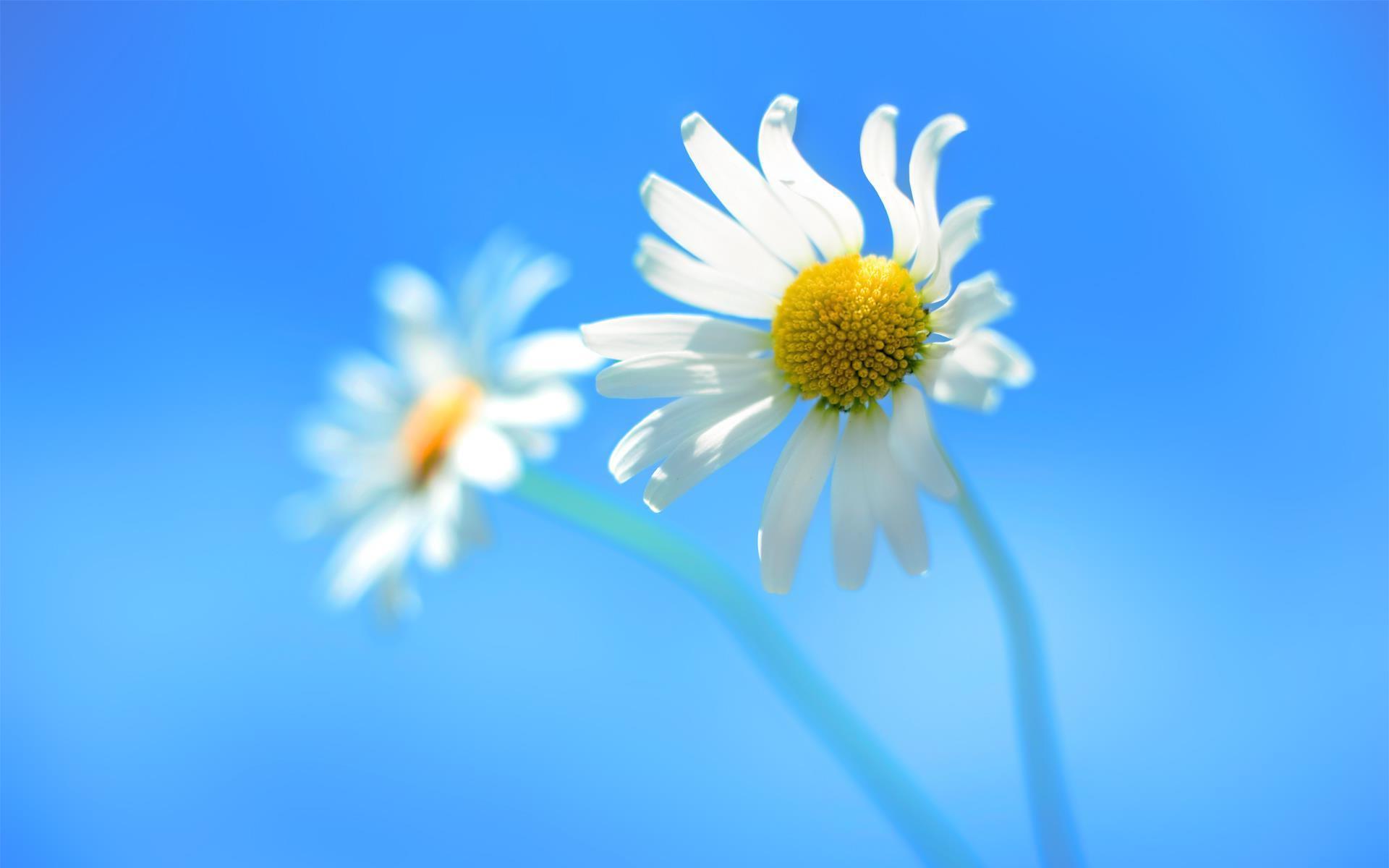 white-flowers-1-.jpg