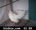 Free Image Hosting At https://www.hinhso.com
