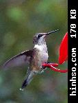 Free Image Hosting At https://www.hinhso.com