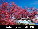 Free Image Hosting At https://www.hinhso.com