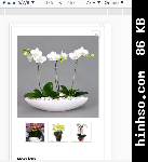 Free Image Hosting At https://www.hinhso.com