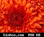 Free Image Hosting At https://www.hinhso.com