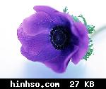 Free Image Hosting At https://www.hinhso.com