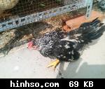 Free Image Hosting At https://www.hinhso.com