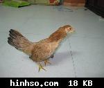 Free Image Hosting At https://www.hinhso.com