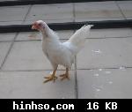 Free Image Hosting At https://www.hinhso.com